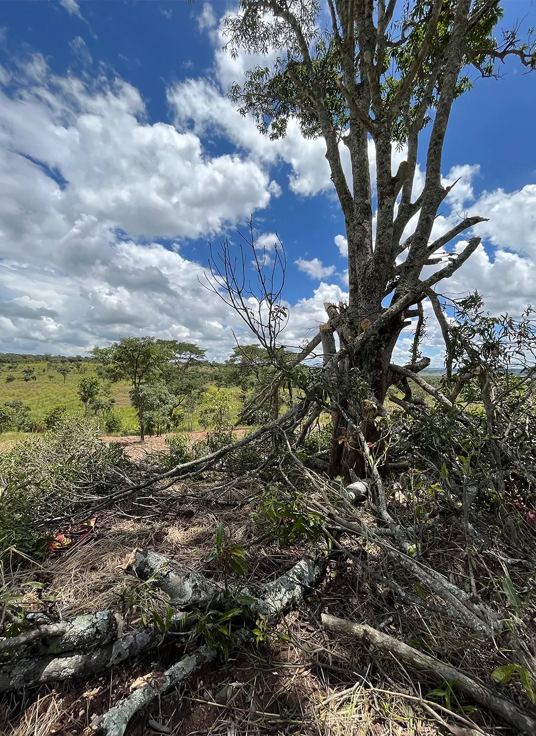 Landscape of potential conservation area