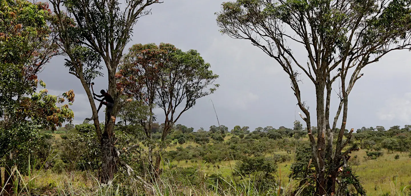 Red-footed Falcon close-up