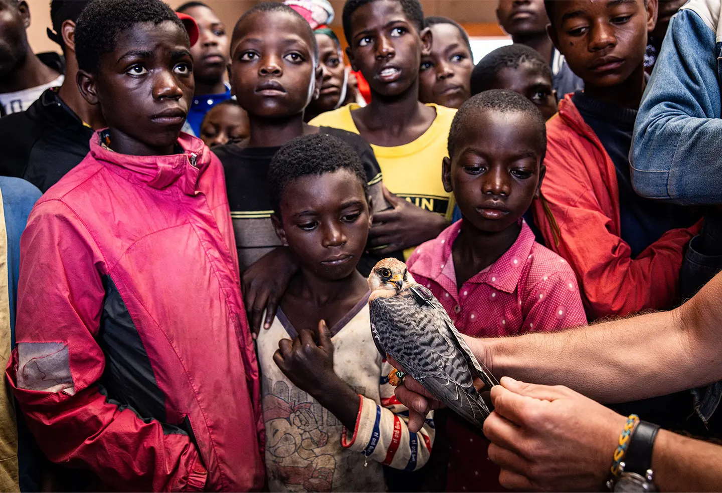 Falcons roosting in trees in Angola