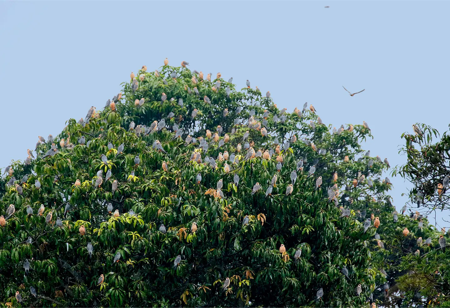 Red-footed Falcon held during fieldwork