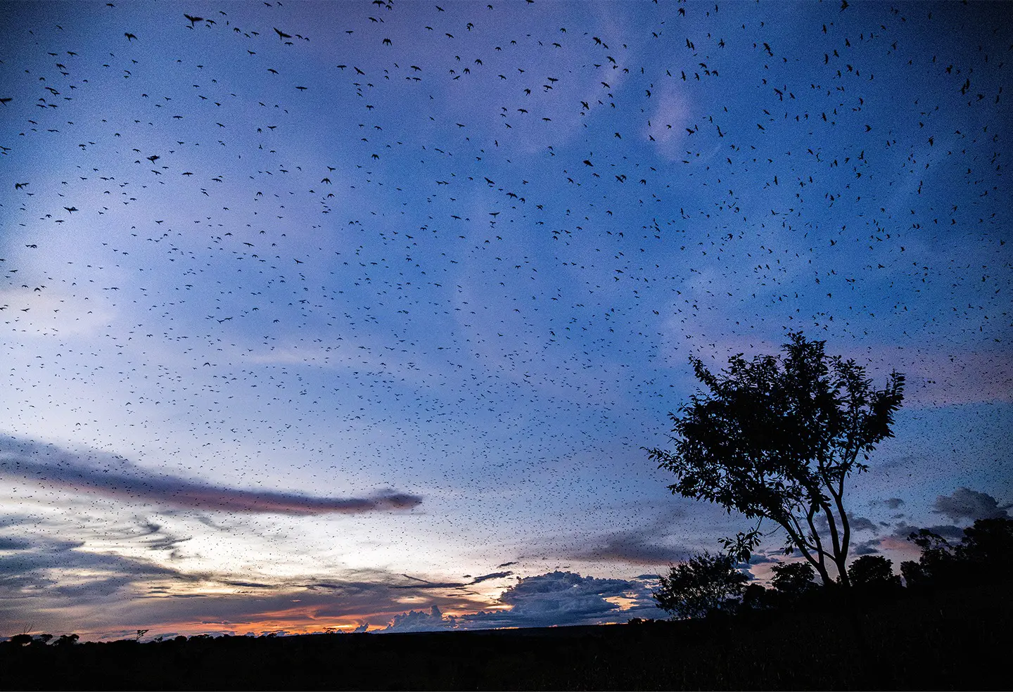 Massive flock of red-footed falcons gathering in the sky at dusk near their roosting site