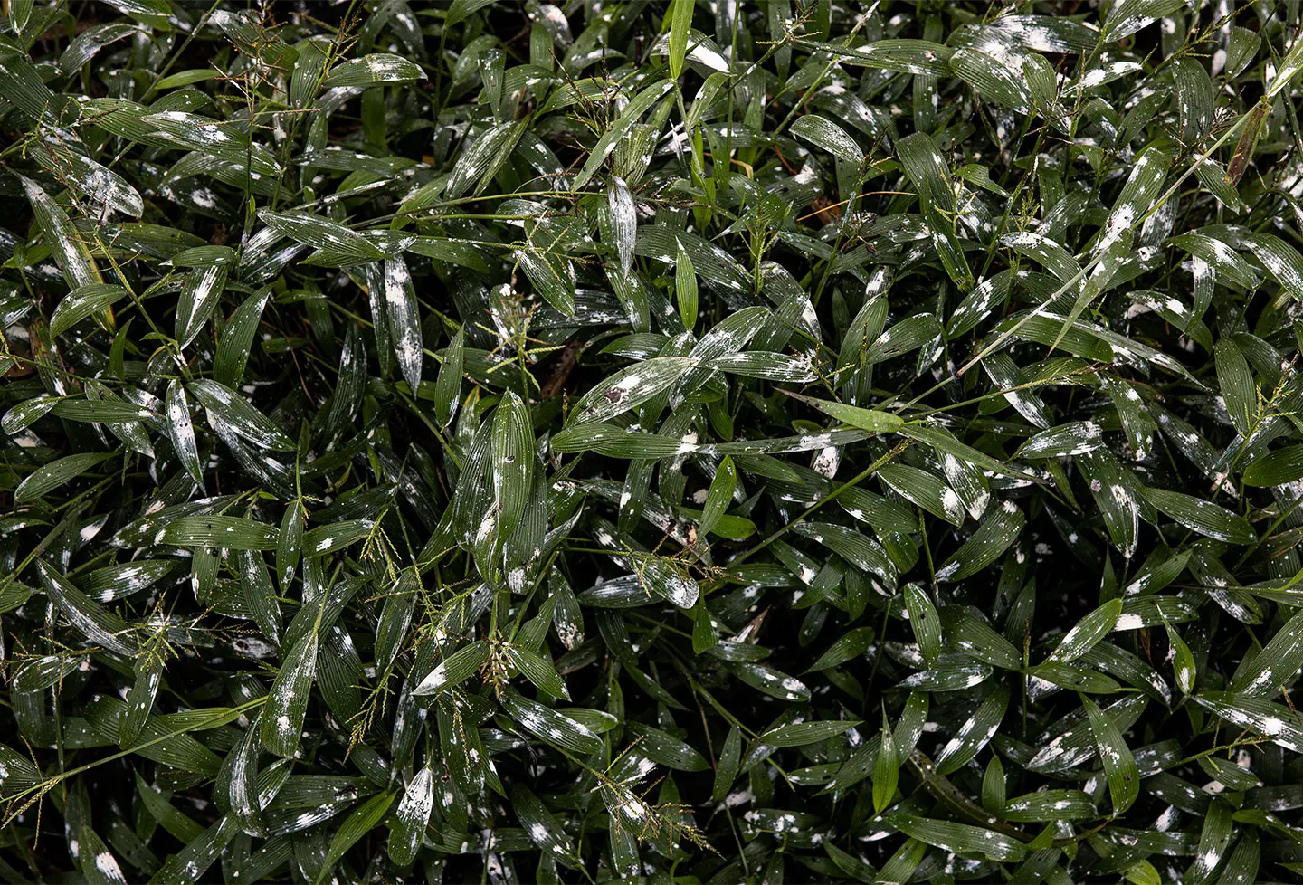 Vast sky filled with thousands of red-footed falcons forming a dense flock at dusk