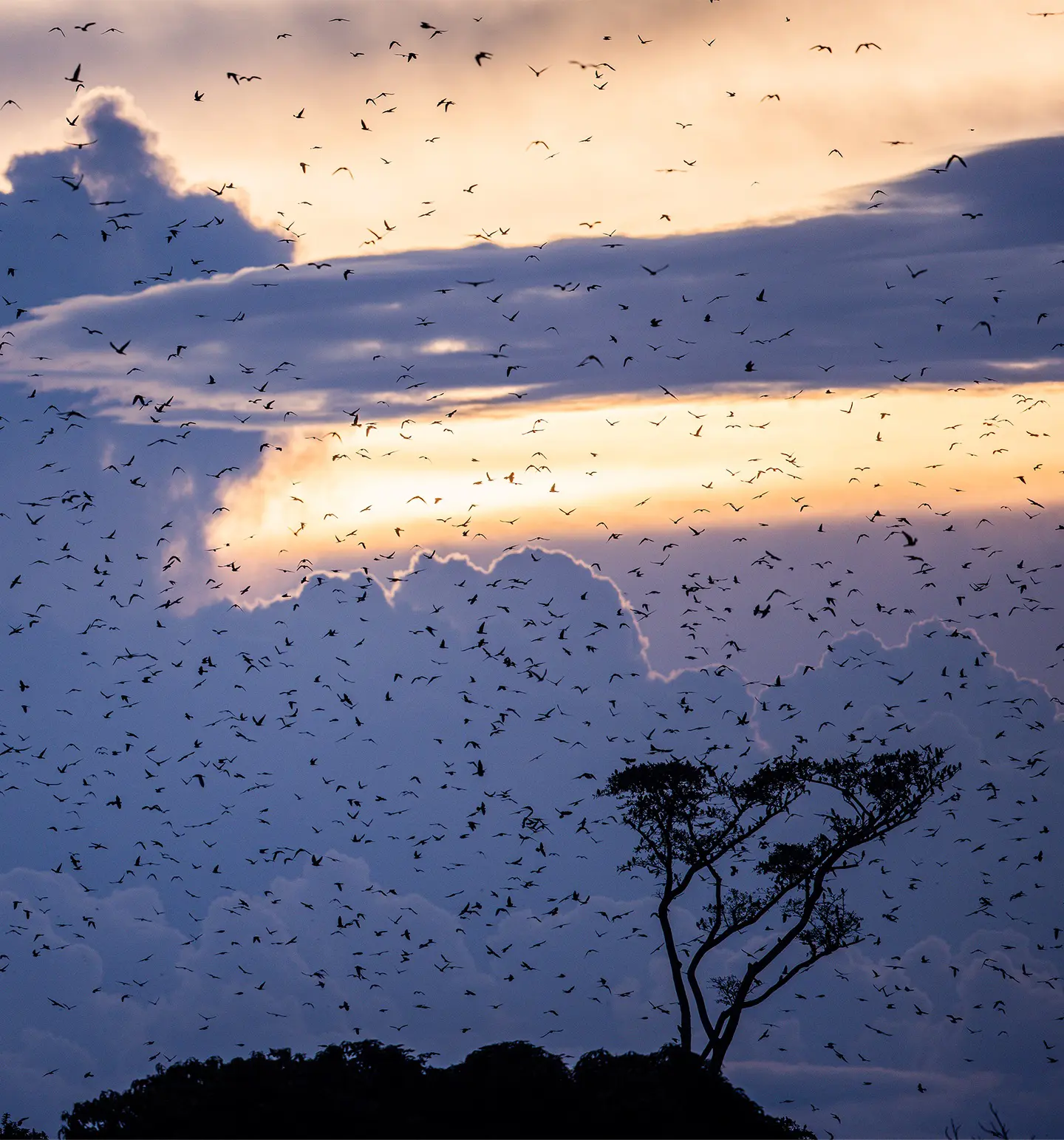 Vast sky filled with thousands of red-footed falcons forming a dense flock at dusk