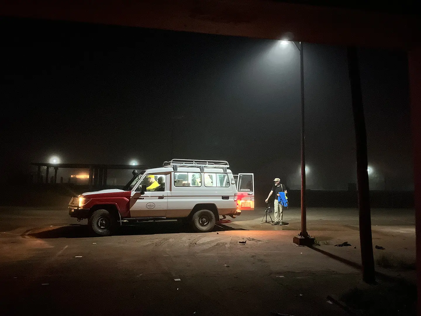 Red-footed Falcons gathering at dusk