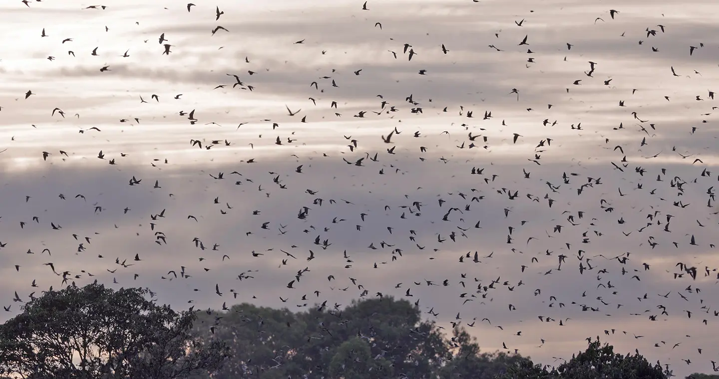 Falcon roost image for counting