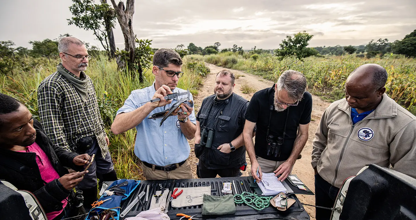 Researchers handling Red-footed Falcons during expedition