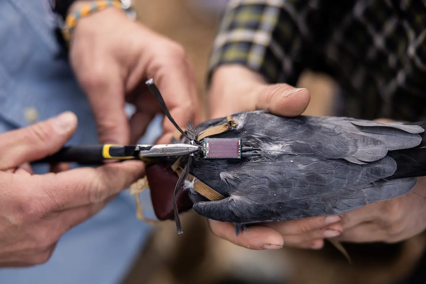 Red-footed Falcons in flight